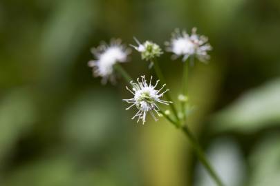 Fotografia da espécie Sanicula europaea