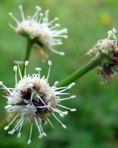 Fotografia de capa Sanicula europaea - do Jardim Botânico