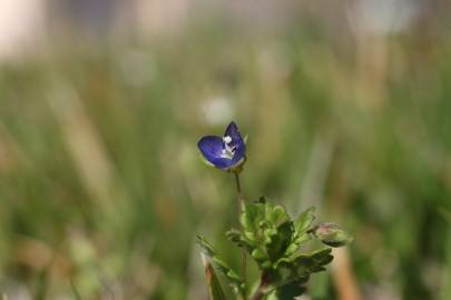 Fotografia da espécie Veronica polita