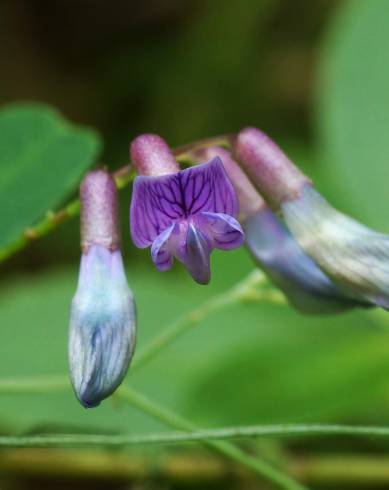 Fotografia de capa Vicia orobus - do Jardim Botânico