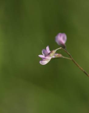 Fotografia 2 da espécie Vicia tetrasperma no Jardim Botânico UTAD