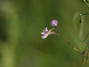 Fotografia da espécie Vicia tetrasperma