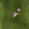 Fotografia 2 da espécie Vicia tetrasperma do Jardim Botânico UTAD