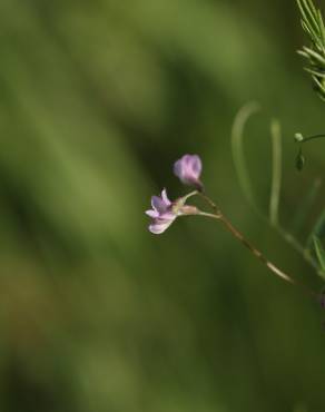 Fotografia 3 da espécie Vicia tetrasperma no Jardim Botânico UTAD