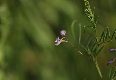 Fotografia da espécie Vicia tetrasperma