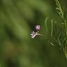 Fotografia 3 da espécie Vicia tetrasperma do Jardim Botânico UTAD