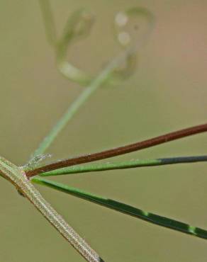 Fotografia 4 da espécie Vicia tetrasperma no Jardim Botânico UTAD