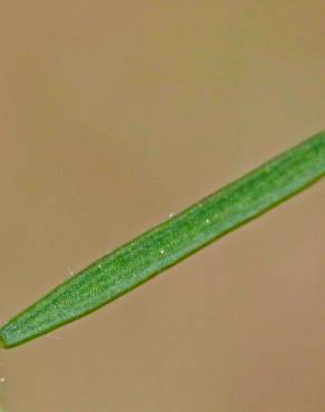Fotografia 5 da espécie Vicia tetrasperma no Jardim Botânico UTAD