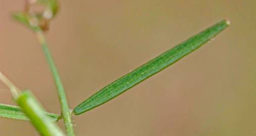 Fotografia da espécie Vicia tetrasperma