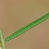 Fotografia 5 da espécie Vicia tetrasperma do Jardim Botânico UTAD