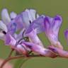 Fotografia 6 da espécie Vicia tetrasperma do Jardim Botânico UTAD