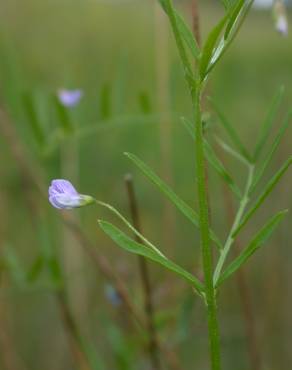 Fotografia 1 da espécie Vicia tetrasperma no Jardim Botânico UTAD