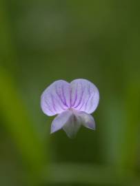 Fotografia da espécie Vicia tetrasperma