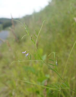 Fotografia 8 da espécie Vicia tetrasperma no Jardim Botânico UTAD