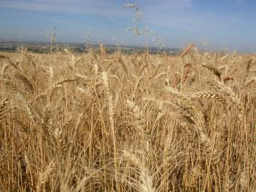 Fotografia da espécie Triticum aestivum