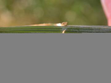 Fotografia da espécie Triticum aestivum