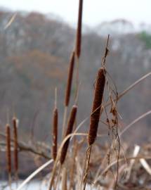 Fotografia da espécie Typha angustifolia