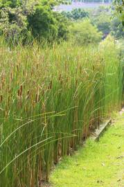 Fotografia da espécie Typha angustifolia