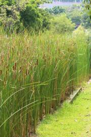 Fotografia da espécie Typha angustifolia