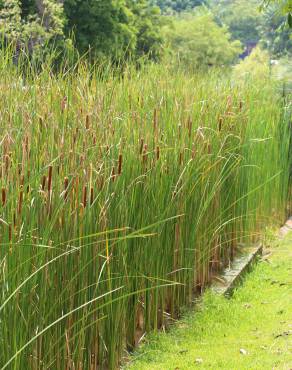 Fotografia 3 da espécie Typha angustifolia no Jardim Botânico UTAD