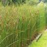 Fotografia 3 da espécie Typha angustifolia do Jardim Botânico UTAD