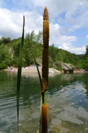 Fotografia da espécie Typha angustifolia