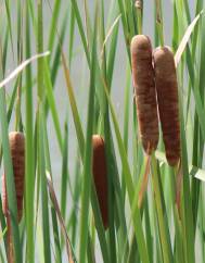 Typha angustifolia