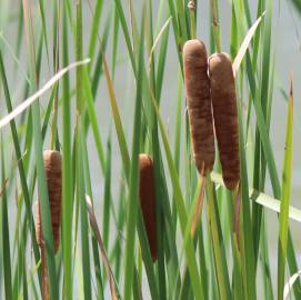 Fotografia da espécie Typha angustifolia