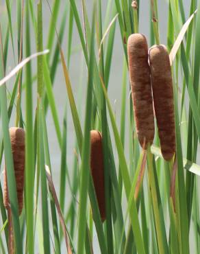 Fotografia 1 da espécie Typha angustifolia no Jardim Botânico UTAD