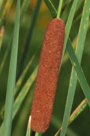 Fotografia da espécie Typha angustifolia