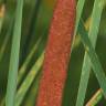 Fotografia 5 da espécie Typha angustifolia do Jardim Botânico UTAD