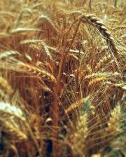 Fotografia da espécie Triticum aestivum