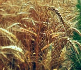 Fotografia da espécie Triticum aestivum