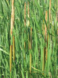 Fotografia da espécie Typha angustifolia