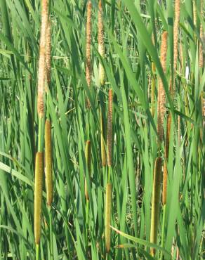 Fotografia 6 da espécie Typha angustifolia no Jardim Botânico UTAD