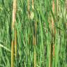 Fotografia 6 da espécie Typha angustifolia do Jardim Botânico UTAD