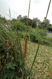 Fotografia da espécie Typha angustifolia