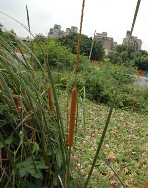 Fotografia 7 da espécie Typha angustifolia no Jardim Botânico UTAD