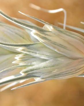 Fotografia 6 da espécie Triticum aestivum no Jardim Botânico UTAD