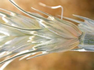 Fotografia da espécie Triticum aestivum