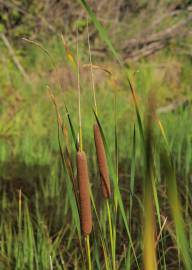 Fotografia da espécie Typha angustifolia