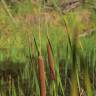 Fotografia 8 da espécie Typha angustifolia do Jardim Botânico UTAD