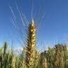 Fotografia 7 da espécie Triticum aestivum do Jardim Botânico UTAD