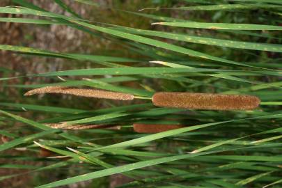 Fotografia da espécie Typha angustifolia