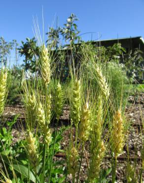 Fotografia 8 da espécie Triticum aestivum no Jardim Botânico UTAD