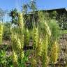 Fotografia 8 da espécie Triticum aestivum do Jardim Botânico UTAD