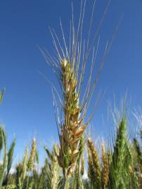 Fotografia da espécie Triticum aestivum