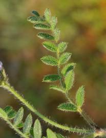 Fotografia da espécie Astragalus stella