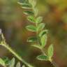 Fotografia 2 da espécie Astragalus stella do Jardim Botânico UTAD