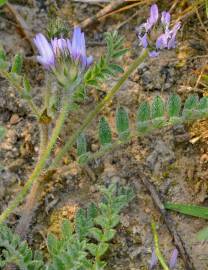 Fotografia da espécie Astragalus stella